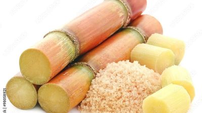 Sugarcane Juice for Diabetes - Everything You Need to Know - Sugar.Fit's photo
